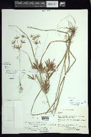 Image result for Cyperus amabilis