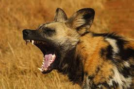 This is a list of dog breeds, including extant breeds and extinct breeds, varieties and types. Are African Wild Dogs Dangerous To Humans Quora