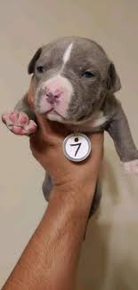 Find american pit bull terrier puppies for sale and dogs for adoption near you in allentown, erie, harrisburg, philadelphia, pittsburgh, scranton or pennsylvania. Pitbull Puppies Ready To Go To Their New Home Pennsylvania Usa Home Facebook