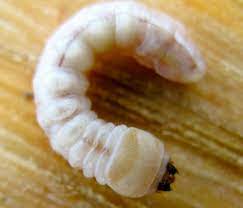 If we look back at its history, we will see that there were several foreign communities living in moscow on a permanent basis. Northern Virginia Garden Insect Pests Knowing Friend From Foe Surrounds Landscape Architecture
