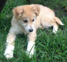 Shiba Inu Golden Retriever Collie Mix Unique Dog Breeds Cute Baby Dogs Golden Retriever Mix Border Collie
