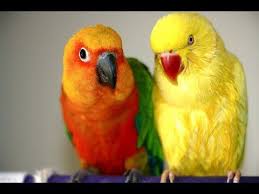 Bird Bird Bird Bird Is The Word Family Guy Good Morning Youtube Parrot Colorful Birds Bird