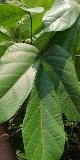 Image result for Manniophyton fulvum