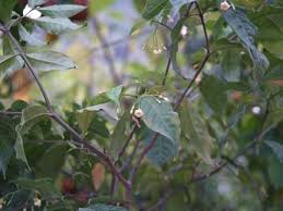 Image result for Tabernanthe elliptica
