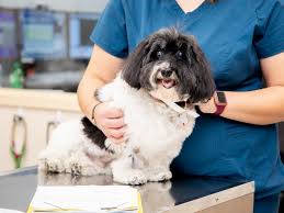 The 13 emergency (24 hour) vet clinics in minnesota. Matthews Specialty Vet Carolina Vet Specialists In Matthews Nc