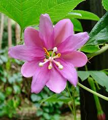 Image result for Passiflora mollissima