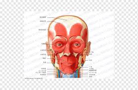 From cricoid cartilages to arytenoid cartilage in neck. Anterior Triangle Of The Neck Muscle Head And Neck Anatomy Human Body Others Face Head Anatomy Png Pngwing