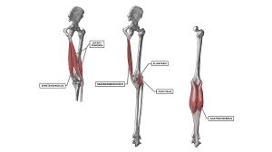 Although these muscles primarily improve glute strength with proper exercise, it also enhances leg muscle and lower back strength. Crossfit Knee Musculature Part 2 Posterior Muscles