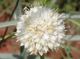 Image result for Cephalaria pungens