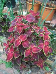 Image result for Coleus tetragonus
