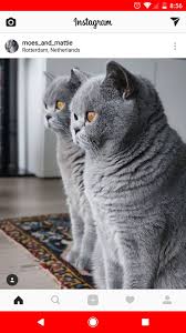 Random Importance Adli Kullanicinin Cats Panosundaki Pin Sevimli Kediler Kediler Ve Yavrulari Evcil Hayvanlar