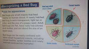 Before you grow overly concerned or attempt to implement a pest control professionals do sometimes utilize traps and monitoring devices, but. Sleep Tight Don T Let The Bed Bugs Bite Reports Of Bed Bugs On The Rise Bg Independent News