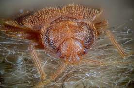 * second, the most important thing that you need to know about how can bed bugs only stay in one room and then move on is that they can be easily eradicated by using proper cleaning techniques. Bed Bugs In A Kitchen Not Very Likely Colonial Pest Control