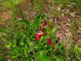 Image result for Tephrosia interrupta