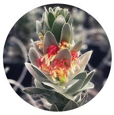 Image result for Protea micans