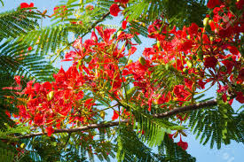 Royal poinciana, flamboyant the flamboyant tree is endemic to madagascar, but it grows in tropical areas around the world. Flame Tree Flower Royal Poinciana Tree On Blue Sky Stock Photo Picture And Royalty Free Image Image 43770661
