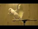 pictures of 2 parrots talking sounds