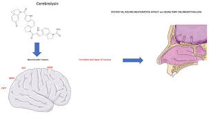 Image result for Drug-Induced Olfactory Dysfunction