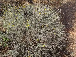 Image result for Pentzia incana