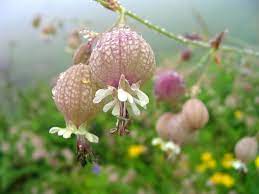 Valley Of Flowers National Park India 20 Pictures Hitfull Com Unusual Flowers Beautiful Flowers Valley Of Flowers
