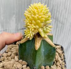 Image result for Cyphostemma adenocaule