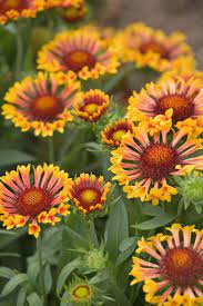 It blooms from summer to frost, so it'll brighten up your garden for weeks on end. 7 Perennials That Will Bloom Multiple Times This Summer Flowers Perennials Perennial Plants Perennials