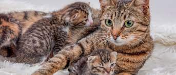 How to help the cat quickly give birth? Helping Your Pregnant Cat Give Birth At Home Royal Canin