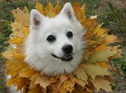japanese spitz https i imgur com vl85oim jpg 1