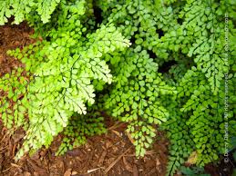 Image result for Adiantum incisum
