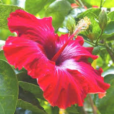 It blossoms in the shades of rose, purple, lavender, pink, blue, and white. Vamsha Nature Care Red Hibiscus Lal Jaba Gudhal Flower Live Plant With Pot Year Round Production For Outdoor Garden Price In India Buy Vamsha Nature Care Red Hibiscus Lal Jaba