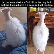 Top 14 Funny Dog Haircuts In 2020 Harry Potter Jokes Funny Animal Pictures Funny Pictures