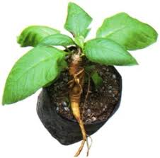 Selain itu, khasiat ginseng juga sangat bagus untuk kesehatan tubuh. 14 Manfaat Daun Ginseng Bagi Kesehatan Manfaat Co Id