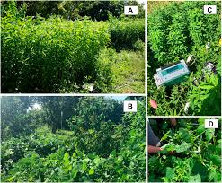 Image result for Crotalaria onobrychis