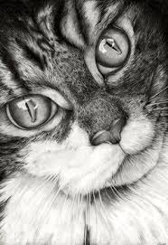 Vinnie14 Vaneese Smart On Deviantart In 2020 Realistic Cat Drawing Cat Drawing Animal Drawings