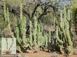 Lophocereus schottii (totem pole don told me that these monstrose forms of lophocereus schotii date to the cactus ranchito in tarzana, a suburb of los angeles. Totem Pole Cactus Lophocereus Schottii Monstrosus Civano Nursery Tucson Plant Nursery