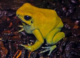 Poison Frog Porn — Magazine — Exotica Esoterica