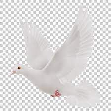 Dove Bird Png Image With Transparent Background Png Images Stock Images Free Dove Bird