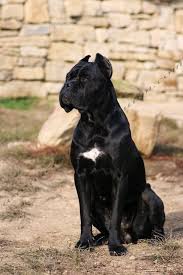 eleanor caelus antiquum www caelusantiquum com www facebook com caelus antiquum caes