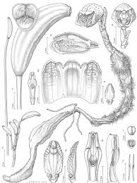 Image result for Gastrodia rwandensis