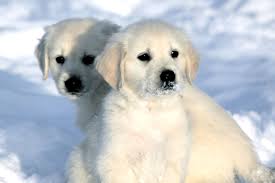 In the uk you won't get a lot of change from £1000 for a purebred goldie pup. English Cream Golden Retriever Puppies Retriever Puppy English Cream Golden Retriever Puppy White Golden Retriever Puppy