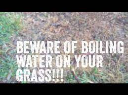 Try to water deeply and infrequently. Beware Of Boiling Water On Grass Youtube