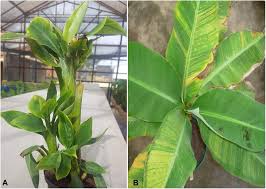 It accounts for 13% of the banana powder is used as the first baby food. Frontiers Application Of Crispr Cas For Diagnosis And Management Of Viral Diseases Of Banana Microbiology