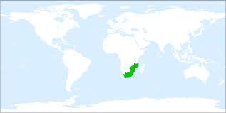 Image result for Behnia reticulata