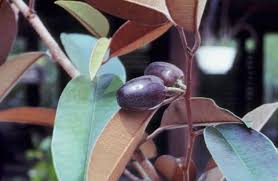 Image result for Chrysophyllum