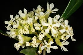 Image result for Olinia vanguerioides
