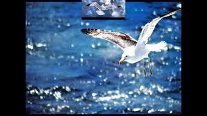 Maybe you would like to learn more about one of these? Neil Diamond Skybird Jonathan Livingston Seagull Hd Youtube