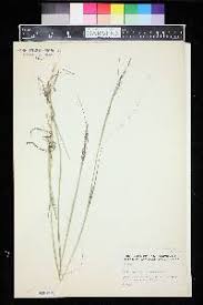 Image result for Sporobolus consimilis