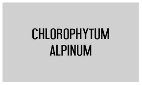 Image result for Chlorophytum affine