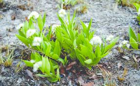 Image result for Parinari capensis