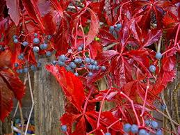 Image result for Parthenocissus quinquefolia